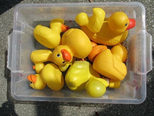 Shapes and sizes of ducks